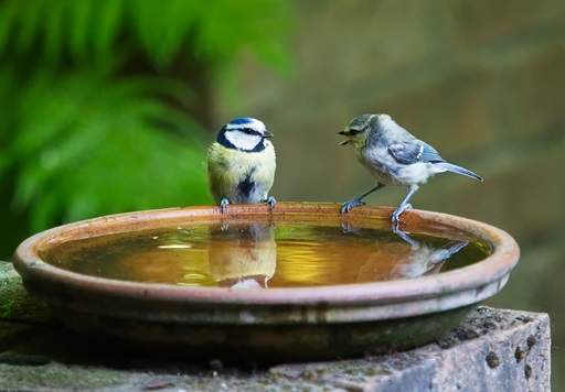 Bird bath with birds sitting on side